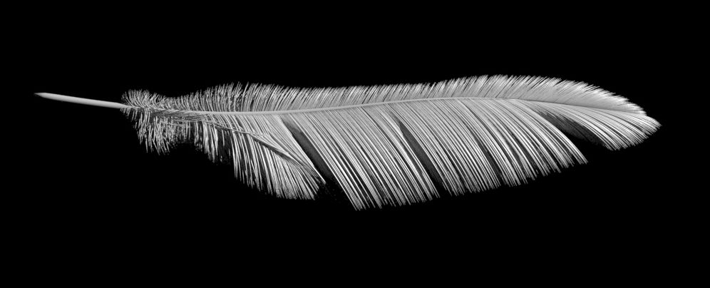 Procedural feathers
